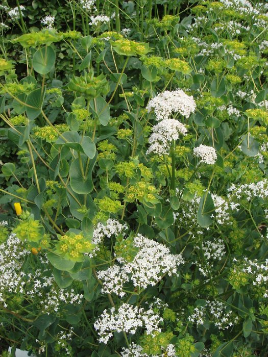 Valeriana officinalis et bupleurum